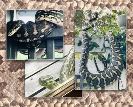 Welcoming the Reptiles in the Roof: A Journey from Anxiety to Respect